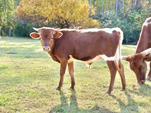 Hangin On 2 U X Her Trust Stands Out Bull Calf