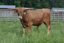 HBR Monika's Legacy 2023 Bull Calf
