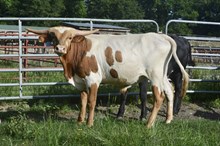 HBR Cowboy's Queen 2023 Bull Calf